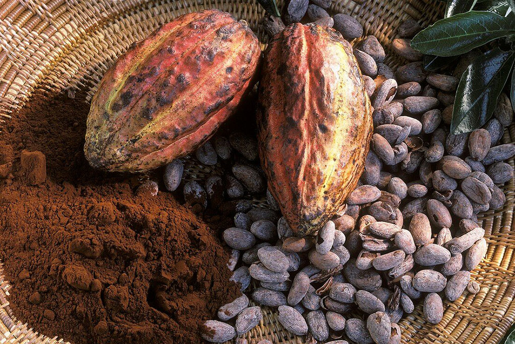 Cacao: de bebida de los dioses a ingrediente más popular del mundo